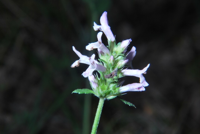 Stachys officinalis